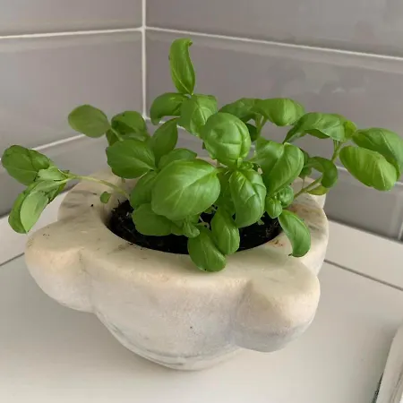 Marimare * Сестри-Леванте